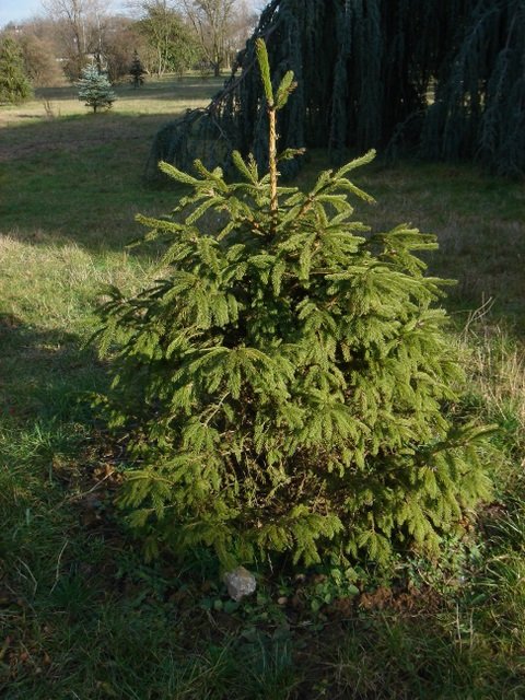 Picea abies jeune